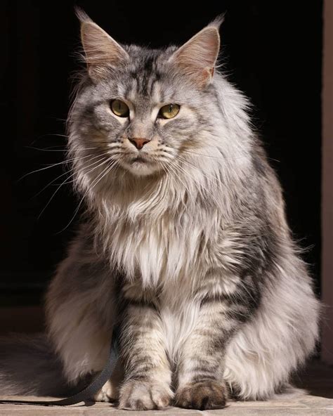 Like a lion ... in 2020 | Rare cats, Cat breeds, Rare cat breeds