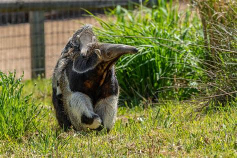 160+ Giant Anteater Tongue Stock Photos, Pictures & Royalty-Free Images - iStock