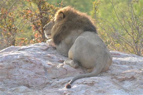 Kruger National Park Animals | The Big Five | Africalenhle