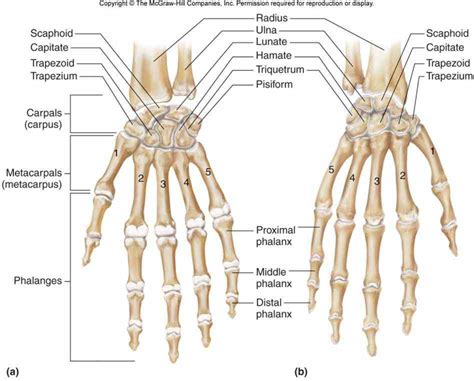 Labeled Ulna And Radius | MedicineBTG.com