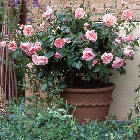 Wildeve® | Container roses, Growing roses, Ground cover roses