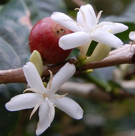 White flowers on coffee tree | Coffee flower, Coffee tree, Coffee plant