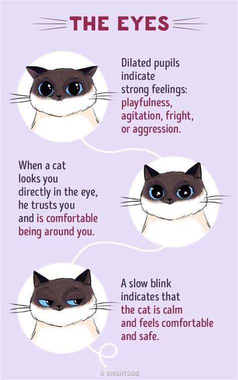 Understand Cat Language Better With These Funny Illustrations | Cat language, Cat facts, Cat care