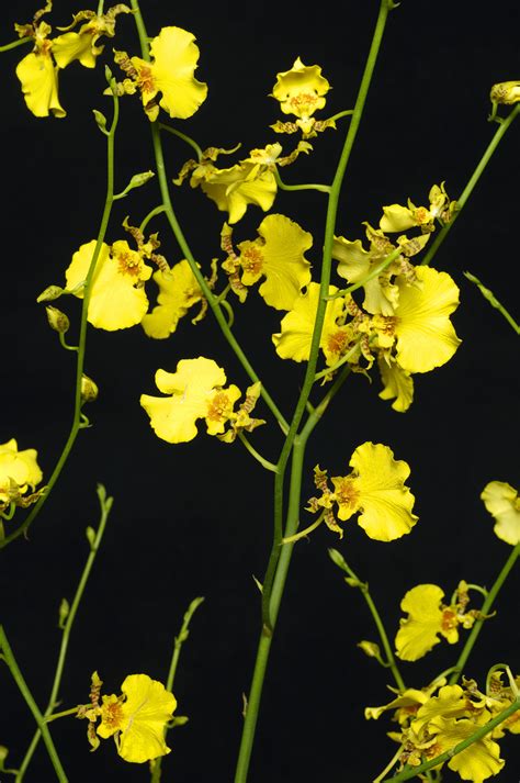 Orchid Sprays - Fresh Yellow or Purple Oncidium Orchid