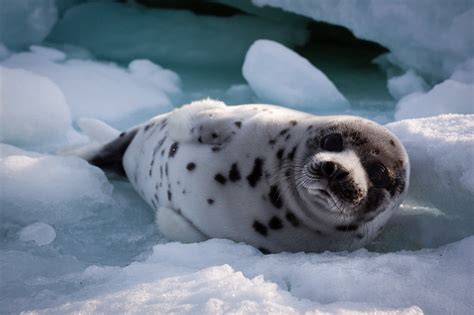 Arctic seal pups learn to live on the edge | University of St Andrews news