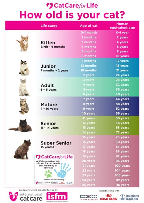 Feline Life Stages – The Cat Doctor