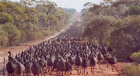 Looking back: Australia's Emu Wars - Australian Geographic