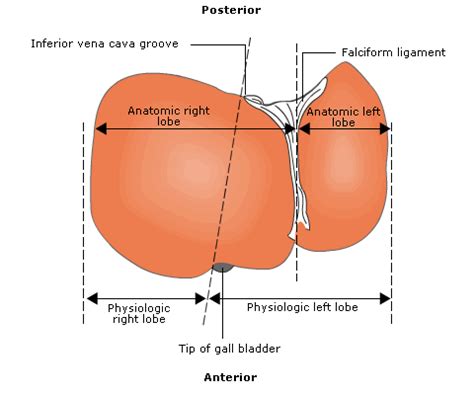 Liver | Anatomy Of The Abdomen | Learn Surgery Online