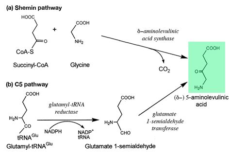 photosynthesis - What is the evolutionary relationship between heme, chlorophyll and other ...