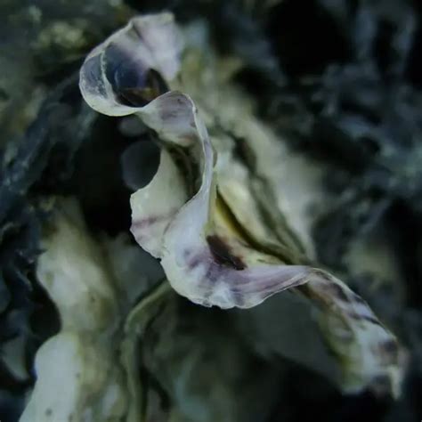 Pacific oyster - Facts, Diet, Habitat & Pictures on Animalia.bio