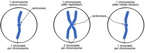 chromosome | PMG Biology