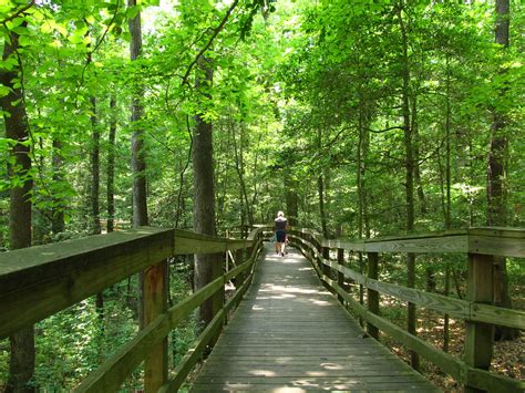 Boardwalk Trail, Congaree National Park (3) - a photo on Flickriver