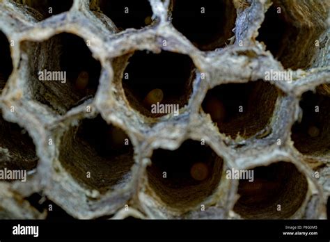 european paper wasp, larvae, (Polistes dominula, Polistes gallica Stock ...