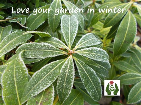 The Green Fingered Blog: Love your garden in winter, with frosty evergreens