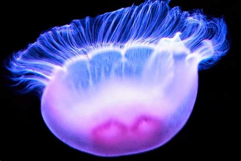 Bioluminescent | Bioluminescent jellyfish, Bioluminescence, Jellyfish