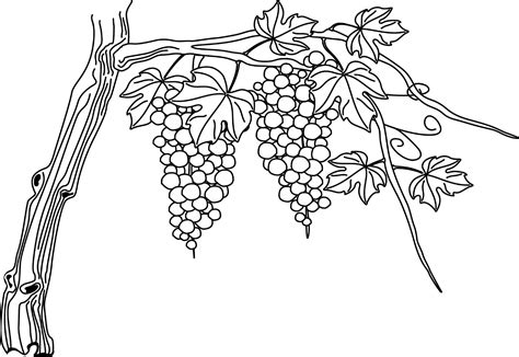 Résultat de recherche d'images pour "VINEYARD GRAPES ORNATE HAND DRAWN ...