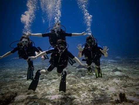 Dive Paradise | Cozumel | UPDATED August 2022 Top Tips Before You Go ...