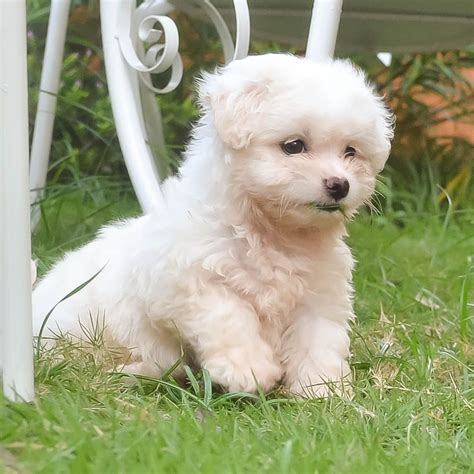 Maltese terrier puppy... | Dogs-Puppies | Pinterest | Maltese, Terrier puppies and Terrier