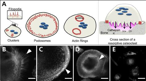 Modulation of the actin cytoskeleton. (A) Scheme of the diversity of... | Download Scientific ...