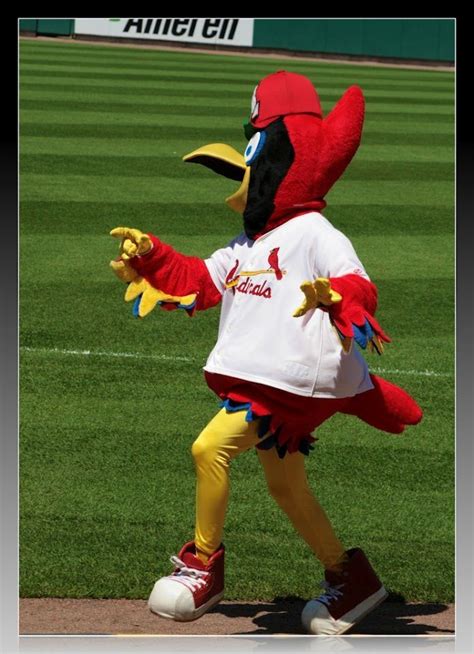 Fredbird | Fred bird, St louis cardinals, Great team