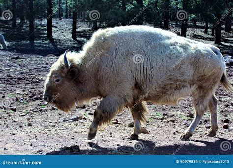 White Bison stock photo. Image of large, abundance, grass - 90979816