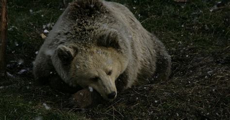 Brown Bear: Torpor or Hibernation? - FOUR PAWS in US - Global Animal ...