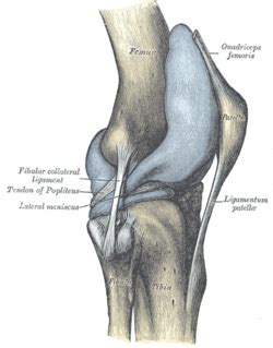 Articular capsule of the knee joint - Wikipedia