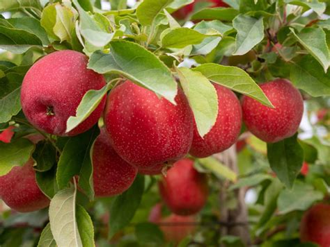 Stemilt kicks off SweeTango Apple Season in Washington State - Perishable News