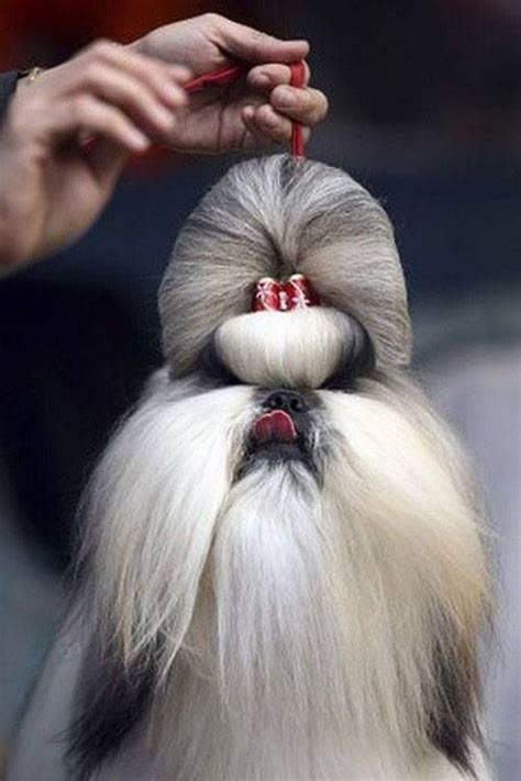 23 Funny Dog Haircuts That Will Make You Laugh or Cringe