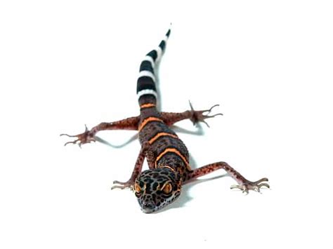 Cave Gecko (Goniurosaurus) | ReptileTalk NET