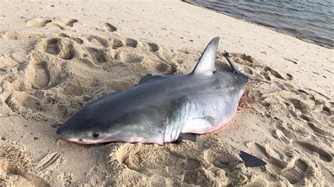 Dead Great White Shark Washes Up on Cape Cod Beach – NBC Boston