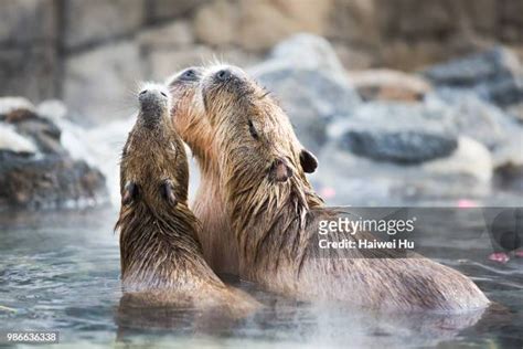 120 Japan A Capybara Stock Photos, High-Res Pictures, and Images - Getty Images