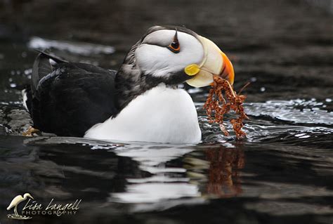 Kenai Area Birding Attractions – Marlows