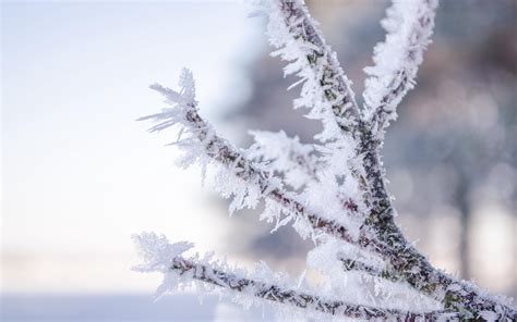 Hoarfrost Wallpapers - Wallpaper Cave