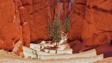 Navajo Loop Trail (U.S. National Park Service)