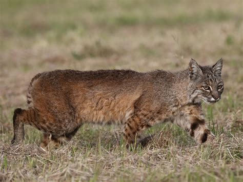 Wild cat, lynx, predator, hunting Wallpaper | 1600x1200 resolution wallpaper download | Best ...