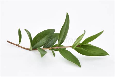 Lemon Myrtle Plant Leaves Stock Photo - Image: 49825261