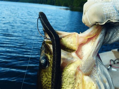 Best Worms for Bass Fishing: Top 5 Options - USAngler