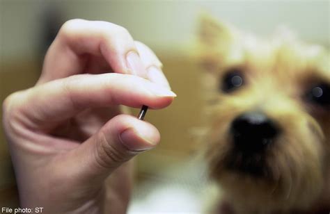 The Benefits of Microchipping – Fox Hill Vet