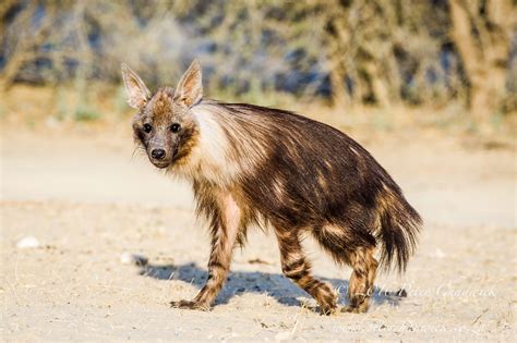 Brown Hyena - Peter Chadwick | African Conservation Photographer