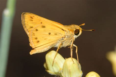 Skipper Butterfly Pictures