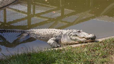 American Alligator | Lake Tobias Wildlife Park