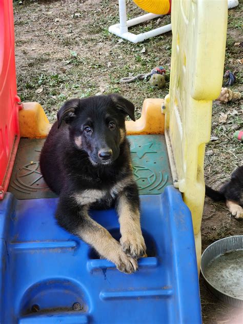 German Shepherd Dog Puppies For Sale