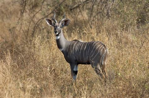 Lesser Kudu Animal Guide - Facts About the Striped Antelope From Africa