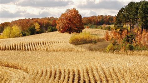 Corn Field View at Lawrence Peterson blog