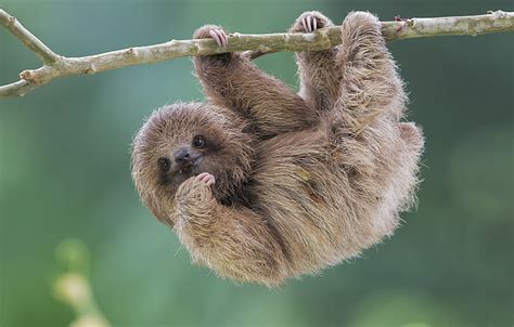 Sloths 1080P, 2K, 4K, 5K HD wallpapers free download | Wallpaper Flare