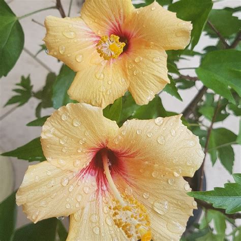 Hibiscus 'Cuban Variety' 6" Pot - Hello Hello Plants