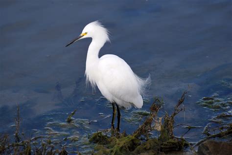 Bird Lore: Snowy Egret - My Edmonds News