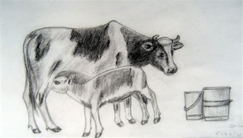 Dairy Cow Sketch at PaintingValley.com | Explore collection of Dairy Cow Sketch