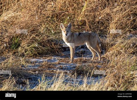 Coyote (Canis latrans Stock Photo - Alamy